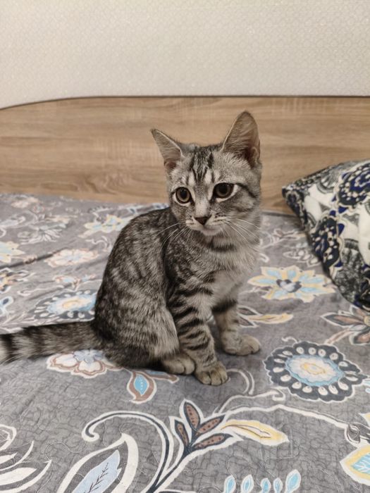 Отдам Котенка в хорошие руки