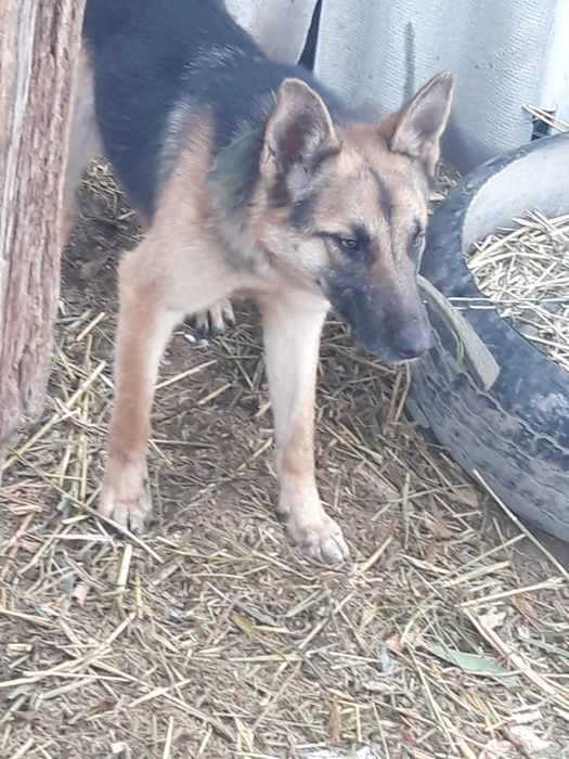 Продам немецкую овчарку девочка