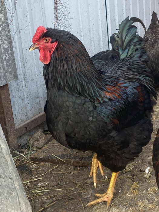 Продам молодых петухов