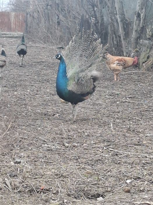 De vânzare păun standard