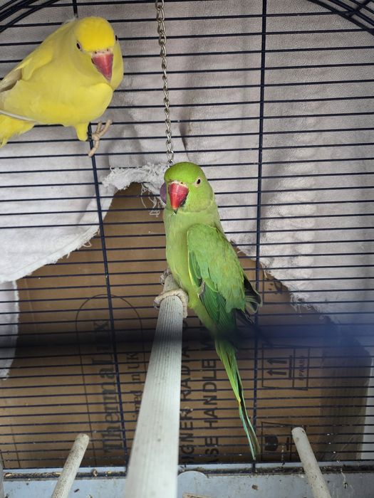 Micul Alexander pereche + cușcă