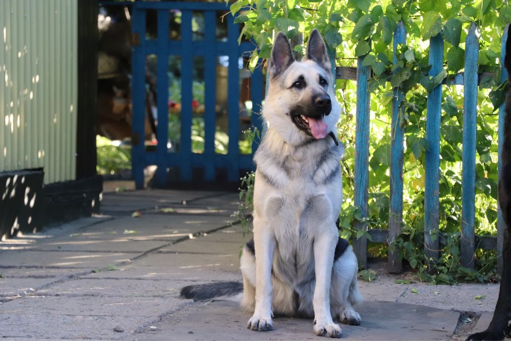 Щенки ВЕО с документами СКК