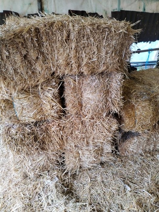 Vând baloti de paie