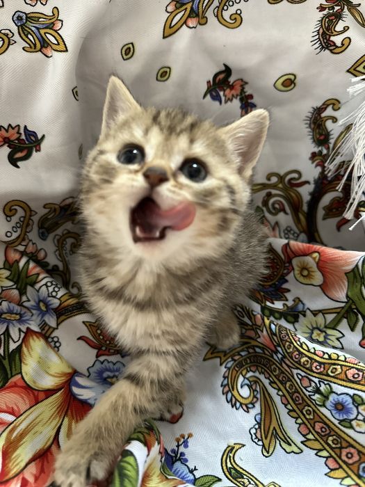 Продам шотландских котят