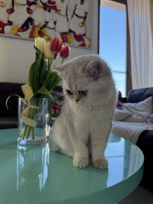 Мъжко коте британска късокосместа
