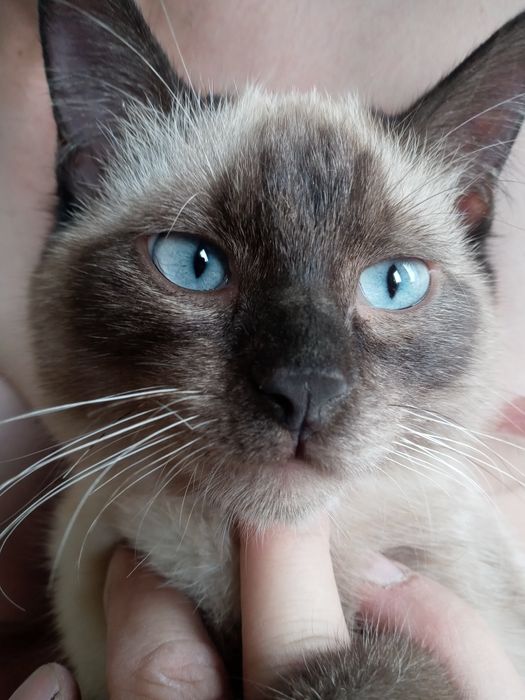 Mushik mosh laqablik