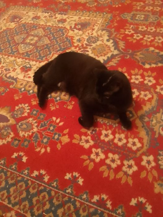 Кот для вязки с кошкой