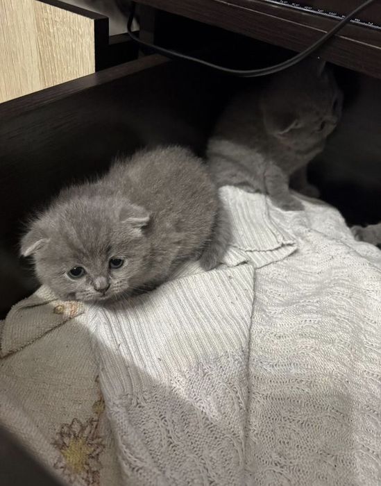 Вислоухие британские котята