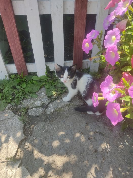 Отдам кошечек от мамы мышеловки