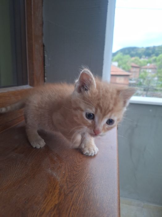 Малки Котенца безплатни