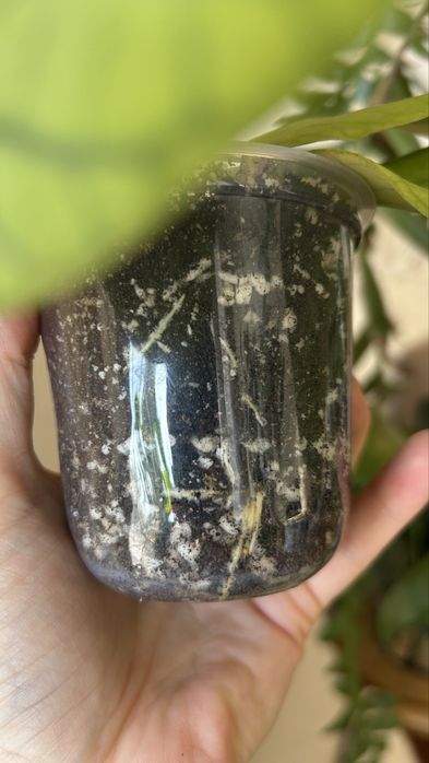 Хойя мередит мередичи