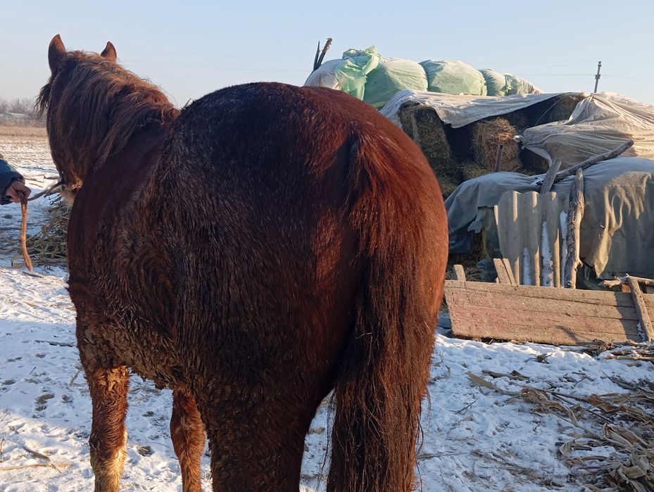 Mânz de aproape 2 ani