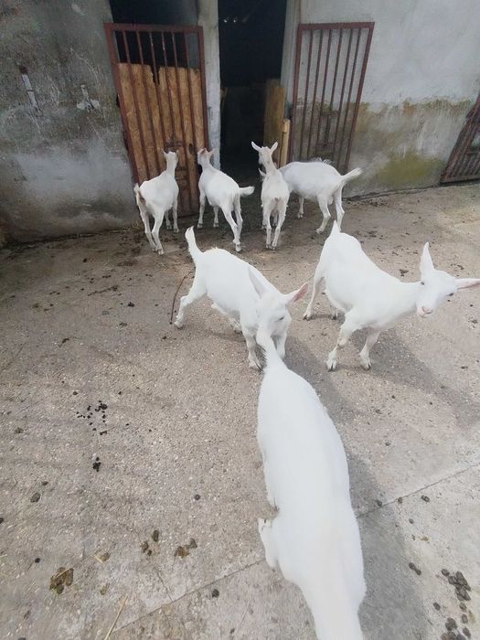 Iezi Sannen de 3 luni de vânzare ! Tel 0746050063