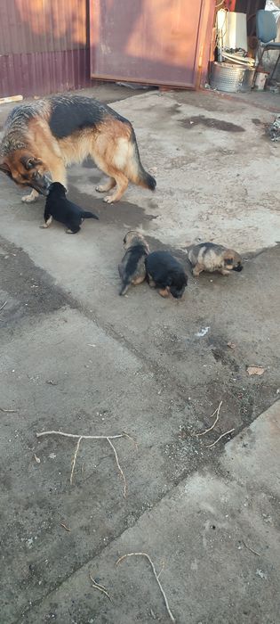 Продам щенков немецкой овчарки!