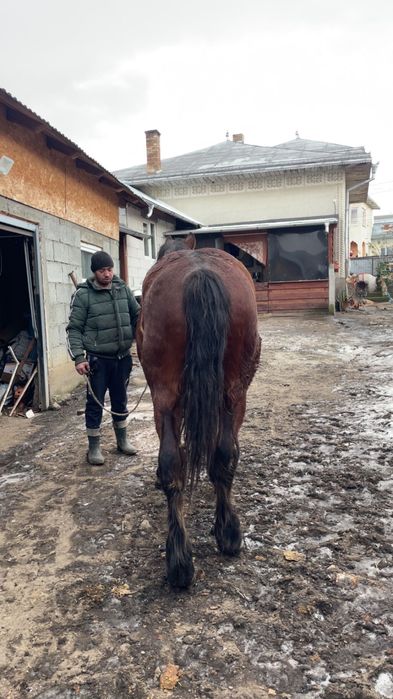 Vând mânz de un an jumate