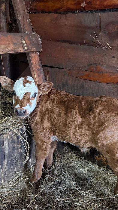 Продам телят ,бычки