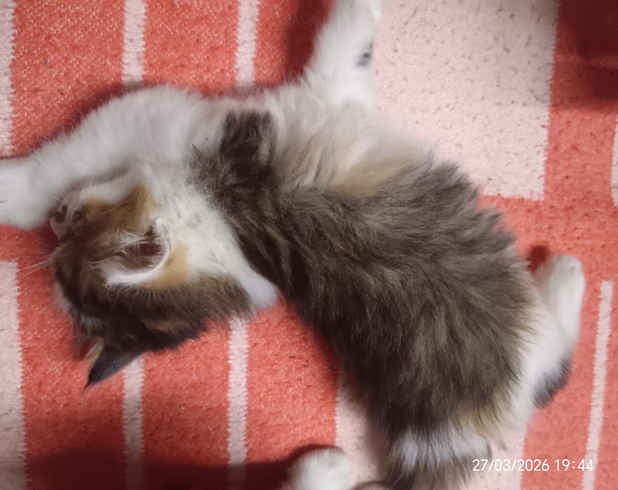 Отдам котят в добрые руки