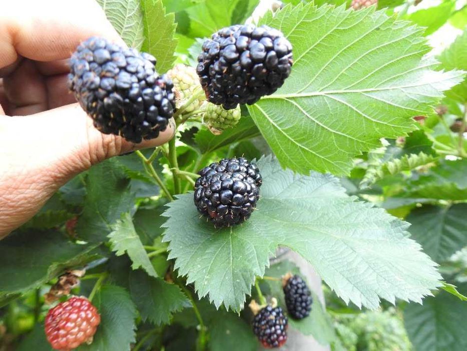 Mure proaspete de vânzare – 25 lei/kg livrate acasa