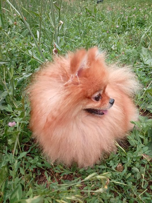 Продам собаку Шпиц