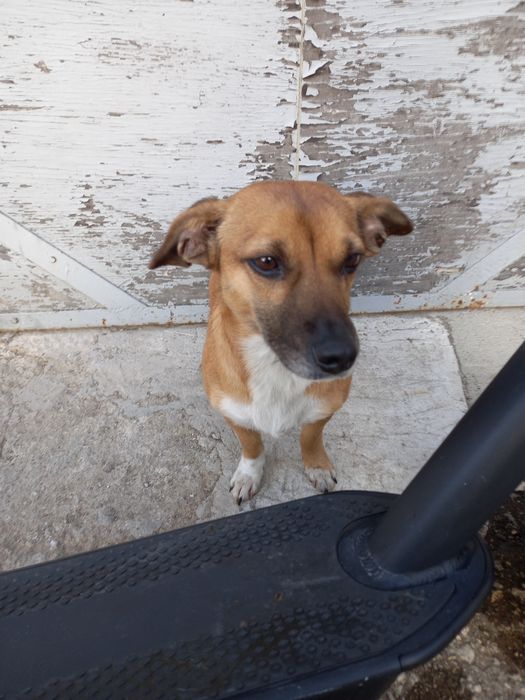 Тротинетка Max G30 500W