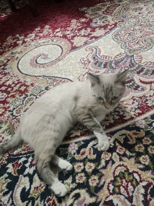 Отдается в добрые руки