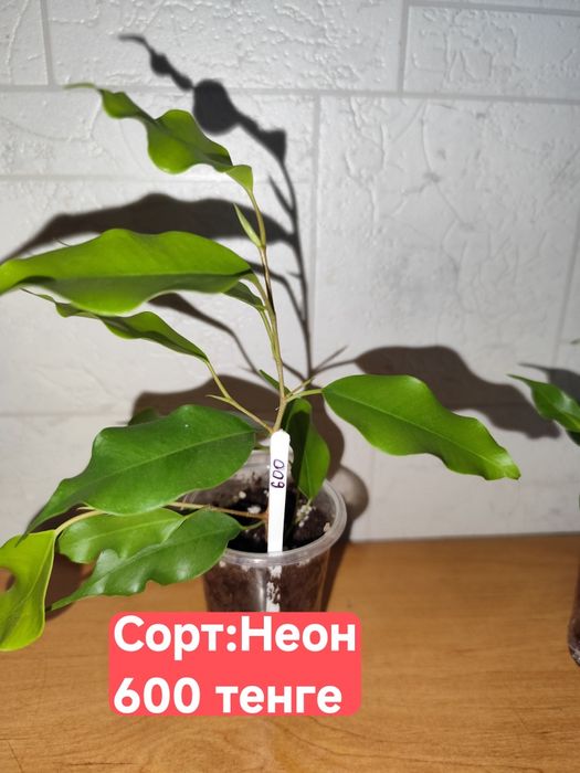 Фикусы Бенджамина