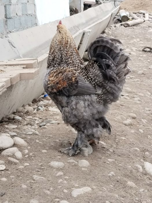 Әтеш петух брама