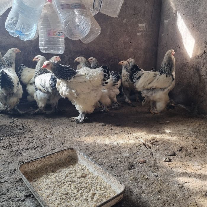 Продавам кокошки БРАМА