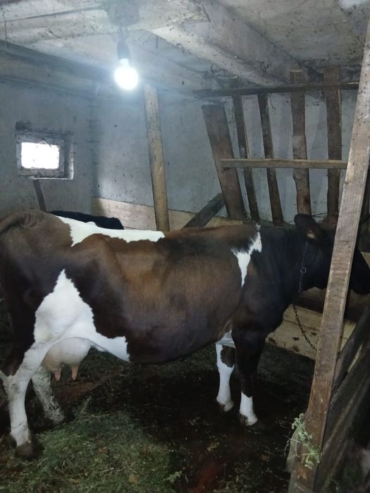 Vind vaca buna de lapte
