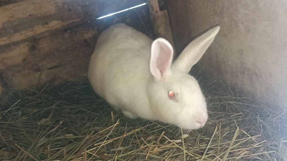 Продам кролиху..