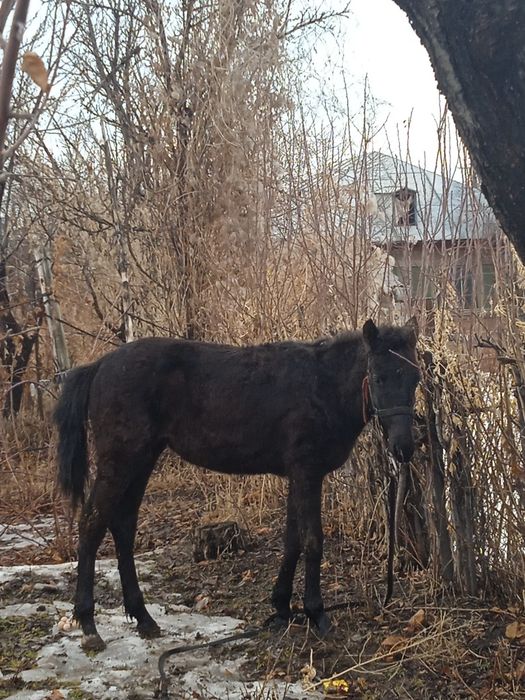 Продается лошадь