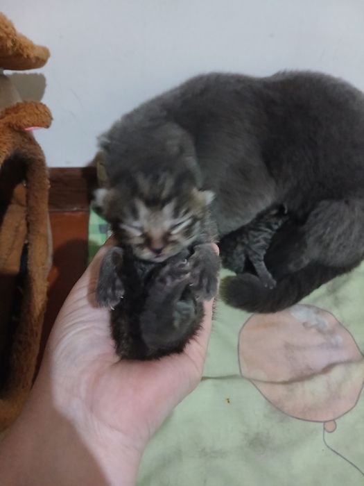 Mushuchalar sotiladi.