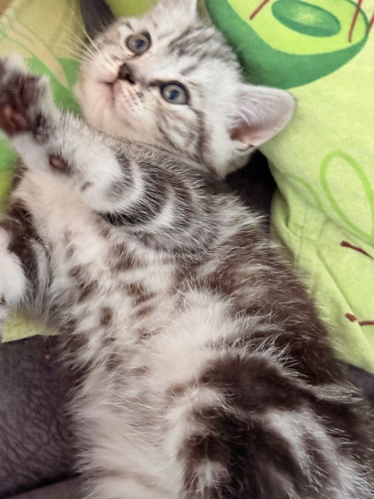 Британский котенок