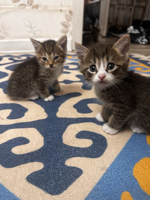 Отдам котят в хорошие добрые руки