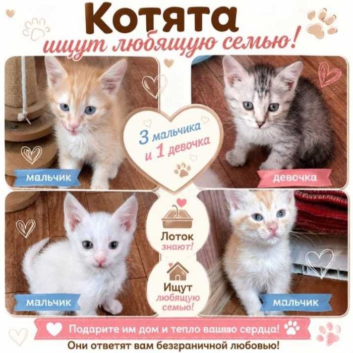 Отдам котят в любящие ручки