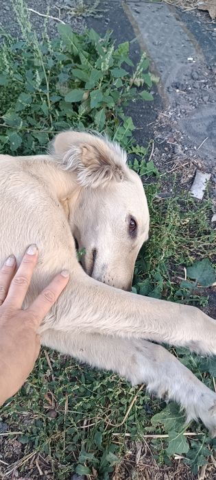 Нашлась собака тазы