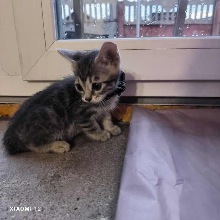 Котенок голубой бенгал