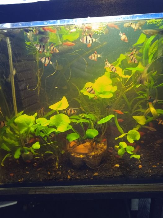Рыбки мирные. Растения. .