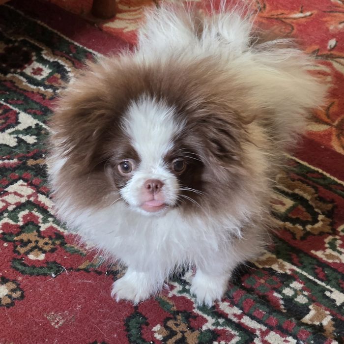 Собака.щенок 4 месяца. Мальчик.