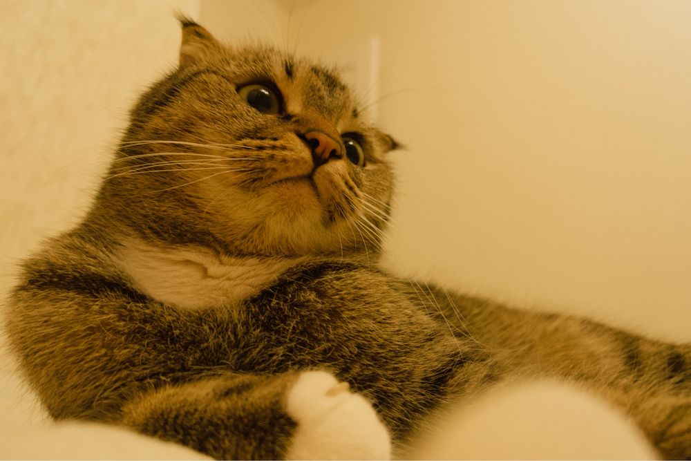 Вислоухий кот, 2 года