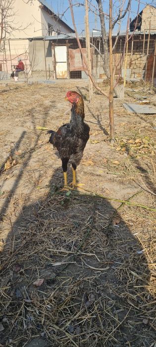 Дакан тауық пен қораздар