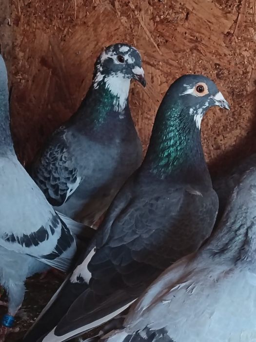 Vănd pui 2026 sportivi