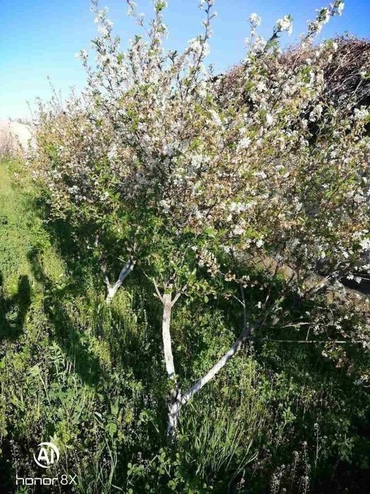 ХОвли СОтилади АВТОга BVD га Бартер бор