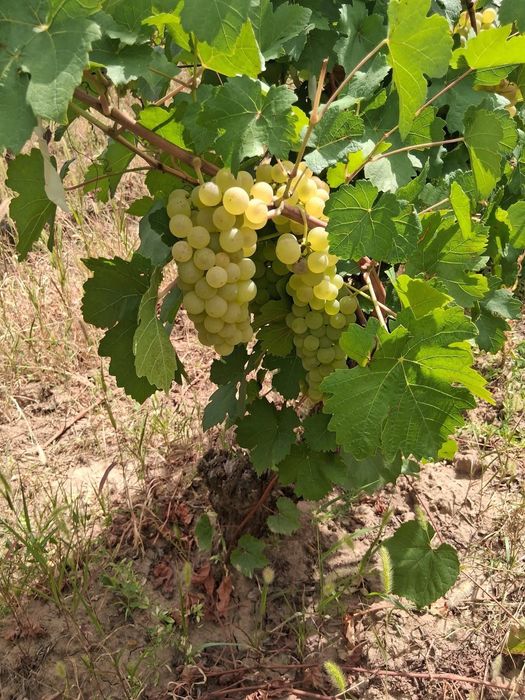VÂND STRUGURI –Feteasca Regală