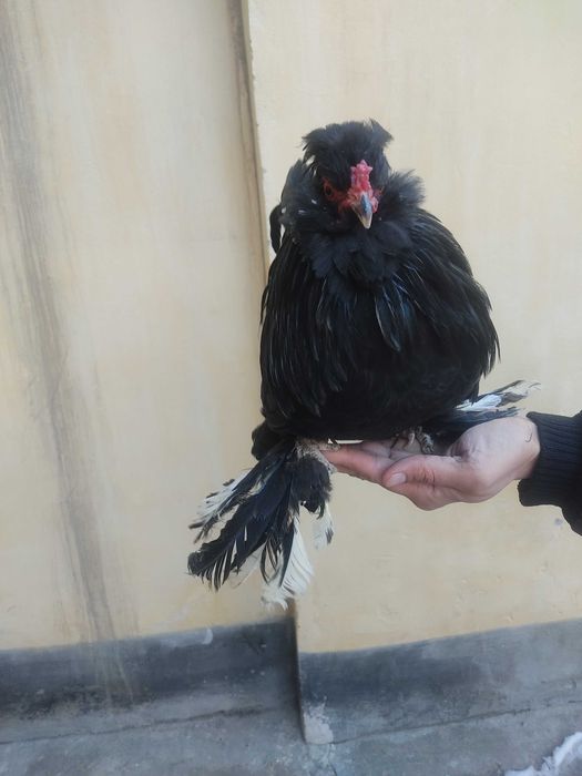 Япон хурози сотилади