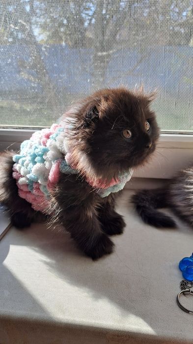 Котята шотландские