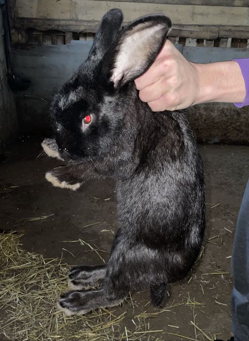 Iepure uriaș german de vânzare