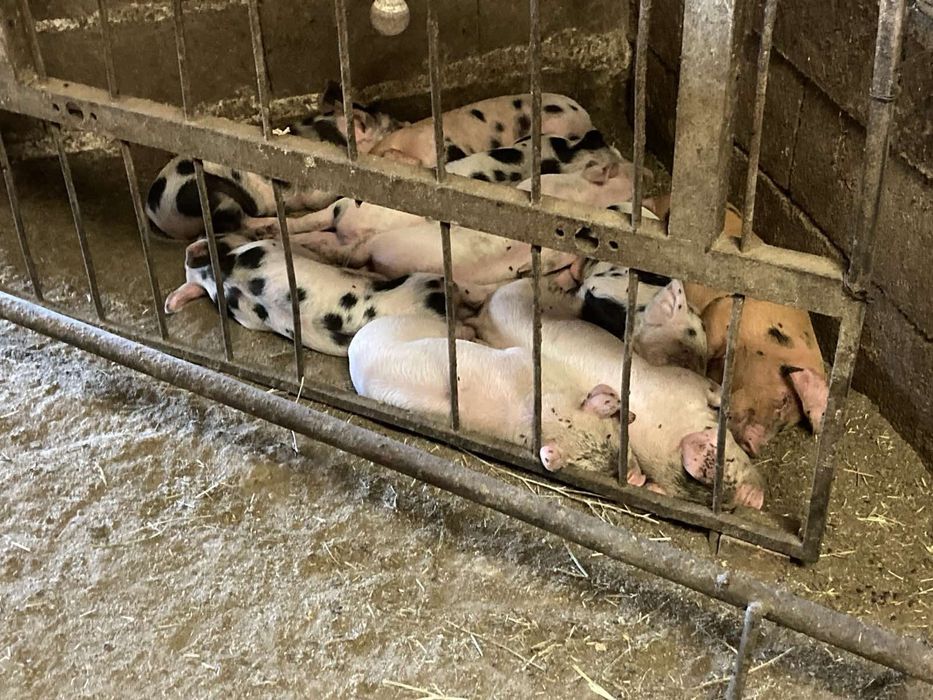 Малки прасета за угояване