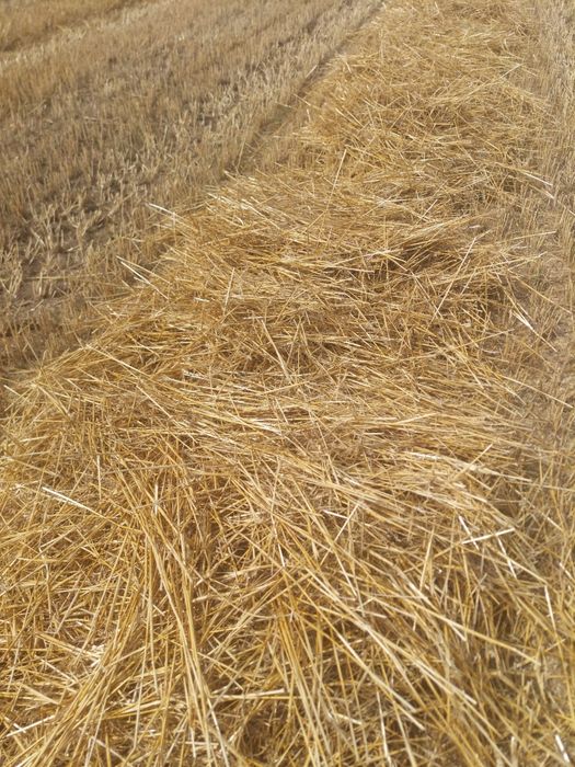 Baloți Paie Grâu