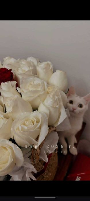 Отдам кошку бесплатно